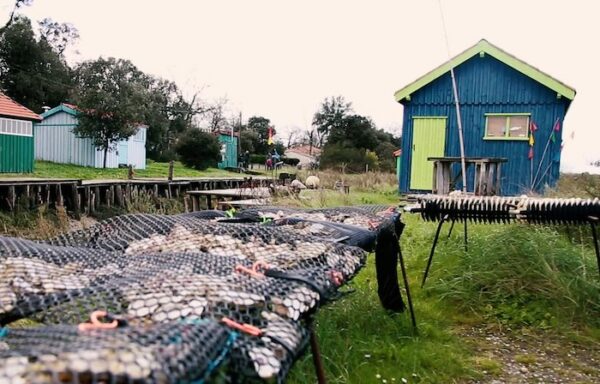 Fort Royer-oleron-Lauriers-Roses-Marennes